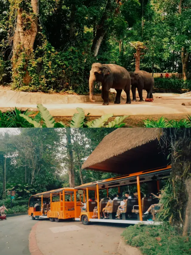 Wild Singapore | My son's hair was pecked to look just like a bird's (Part 1)