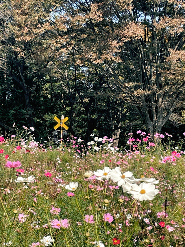 別等了就現在東京花海·昭和紀念公園