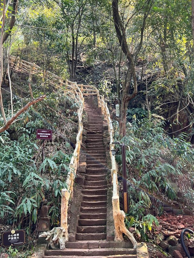 四川眉山中岩景區輕徒步桫椤原始森林