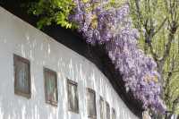 忠王府的480歲紫藤開花啦！