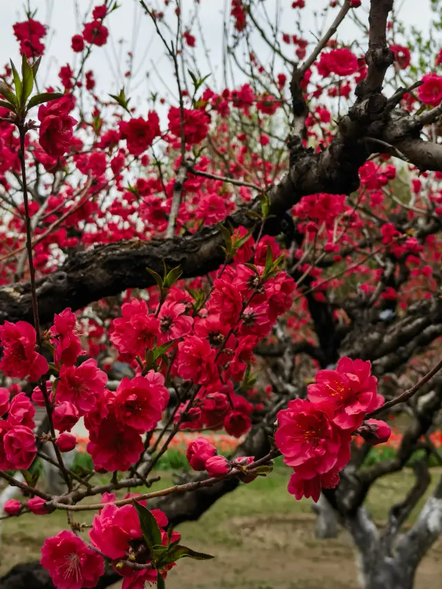 北京賞花｜春和景明賞桃花 看免費公園裡的萬紫千紅