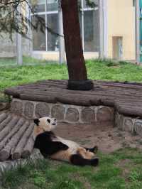 陝西丨西安秦嶺野生動物園看攻略