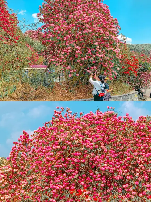 The Bai Li Du Juan scenic area is absolutely divine today!