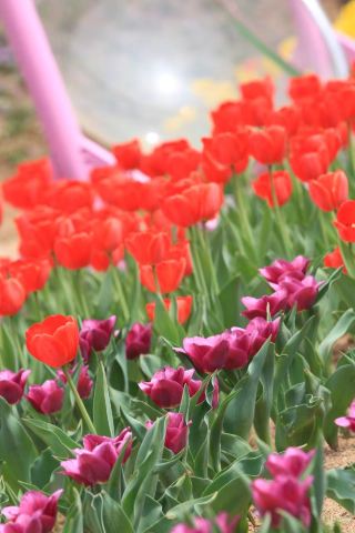 Qianxi County's Rainflower Valley