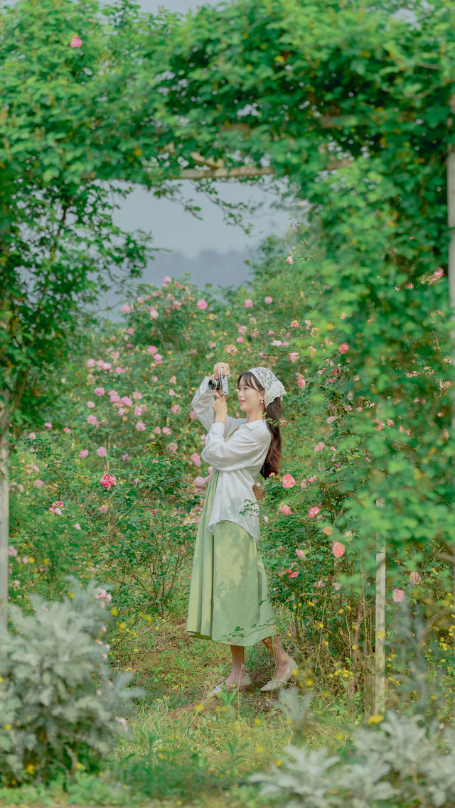 重慶版莫奈法式花園，盛放的薔薇花海