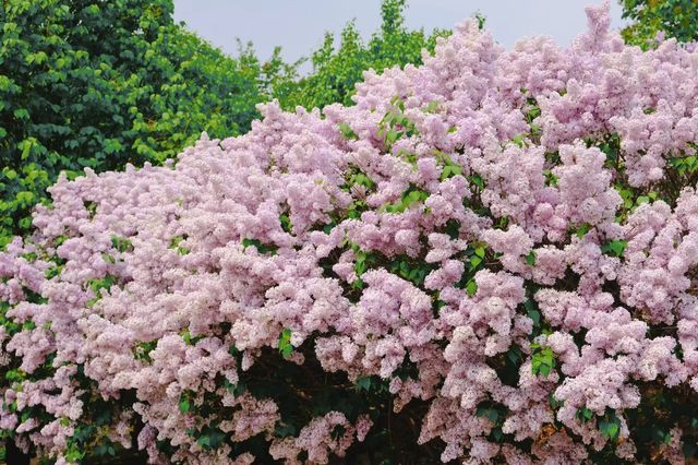 北京四月下旬賞花指南