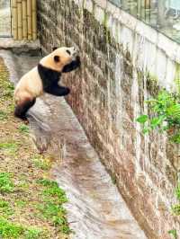 重慶｜打卡國寶—熊貓寶寶｜重慶動物園你玩得可真花啊！