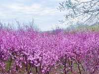 春日踏青賞花，與春天來一場浪漫之約