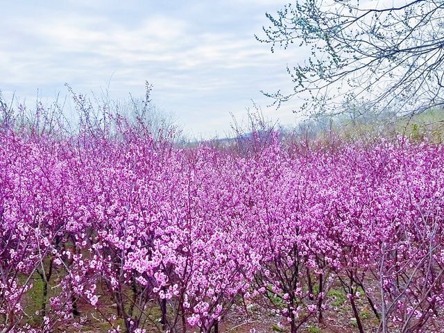 春日踏青賞花，與春天來一場浪漫之約