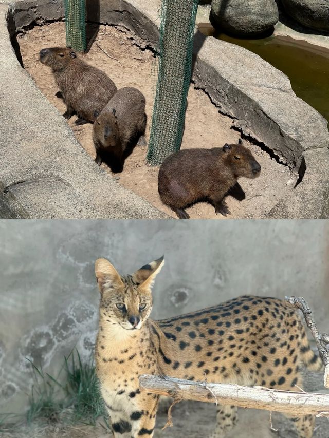 蘭州五一去哪裡玩？——蘭州野生動物園