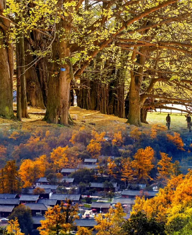 Ginkgo forests that are also a summer destination!