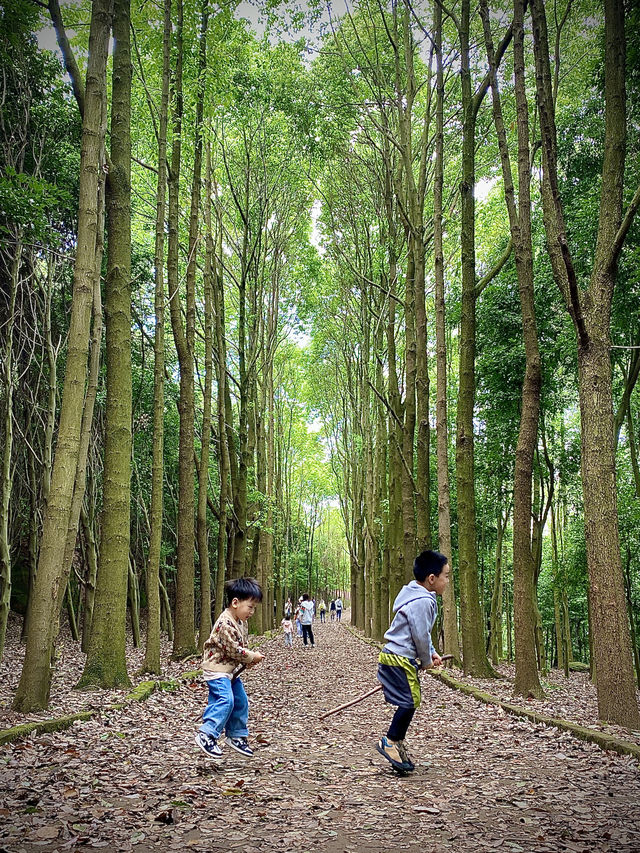 成都1h，穿越森林之門感受春和景明