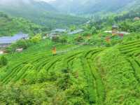 打卡皇后山一感受茶梯田風光。