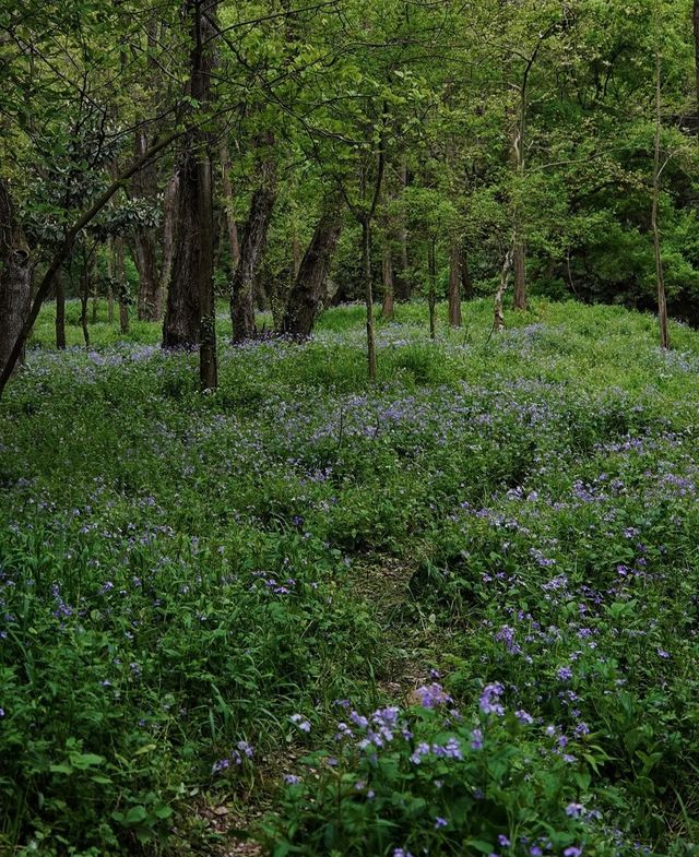 接下來的大口國家森林公園，將是國內旅行的天花板