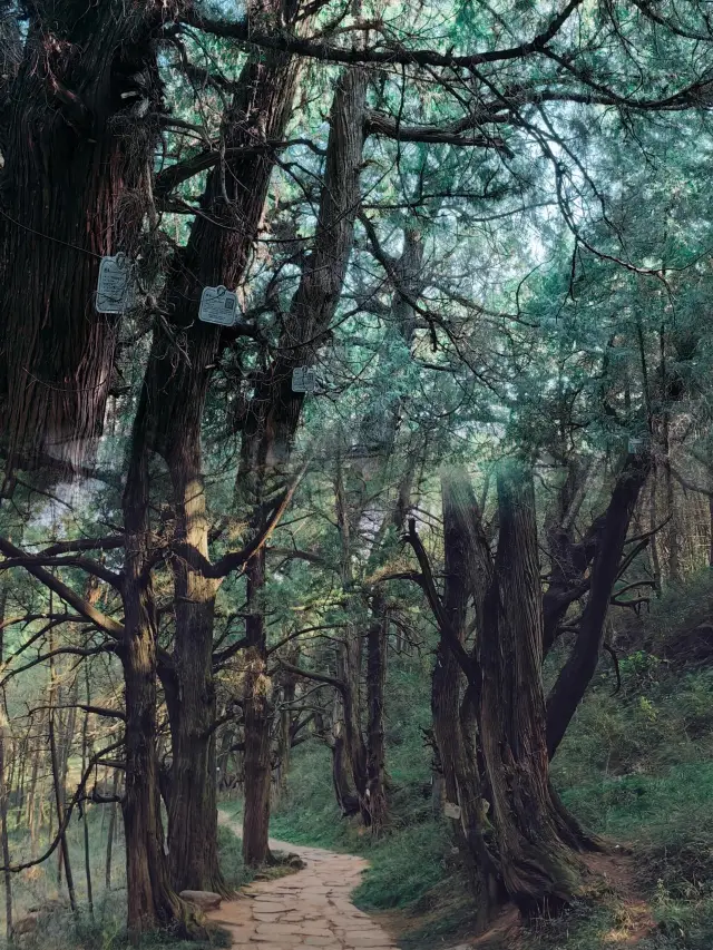Jinniu Ancient Trail, this secret realm sealed by history, where you can see those huge ancient cypress trees