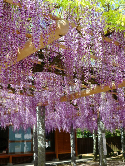 Wisteria Wonder in Fukuoka: A Floral Fiesta 🌸🎉 | Trip.com