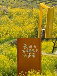 哇塞，一個絕美的地方——杭州太湖源梯田花海