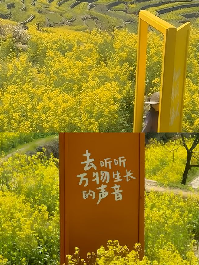 哇塞，一個絕美的地方——杭州太湖源梯田花海