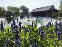 定州新開放的這兩個免費花園拍照太美了。