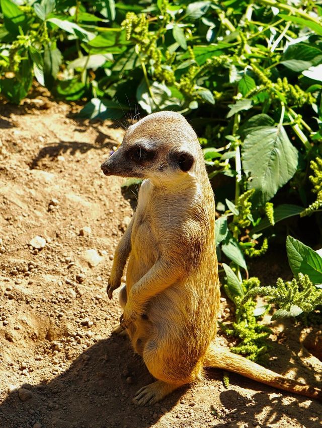 北京周邊遊丨辛瑪森林動物樂園。