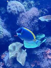 波士頓景點 | 新英格蘭水族館。