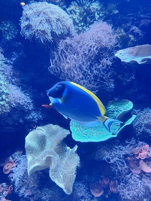 波士頓景點 | 新英格蘭水族館。
