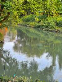 成都！就是現在！公園的水杉已經變黃了……（全程直播）。