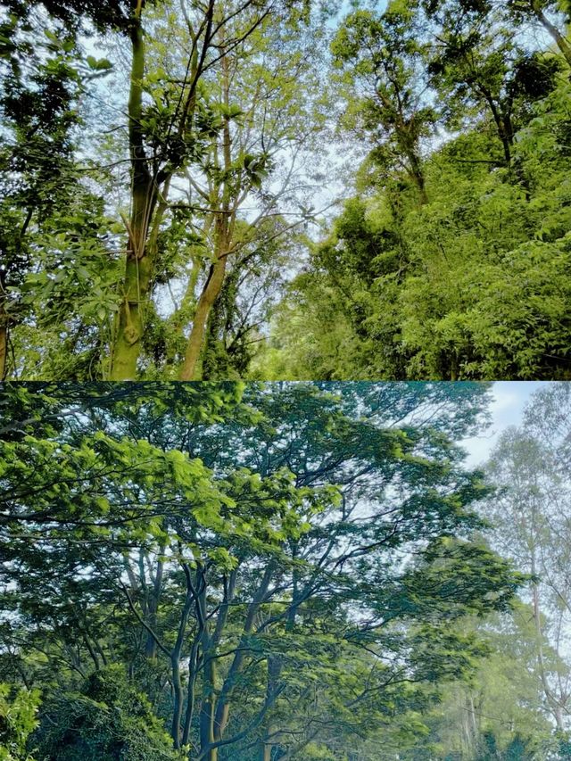 鳳凰山：神秘吸引力解密，你不知道的美麗景色。