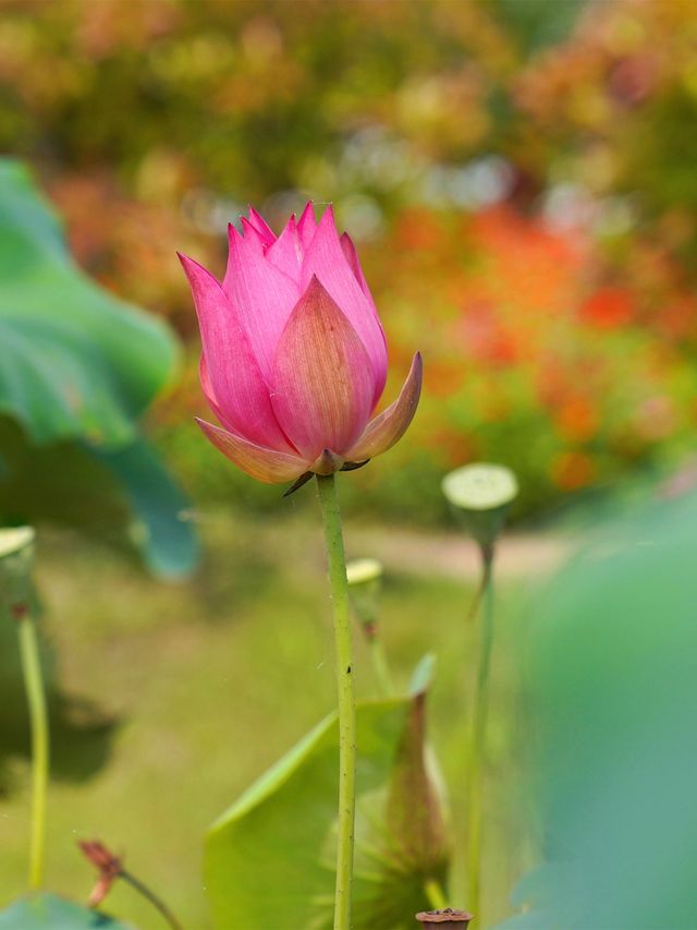 金湖｜萬畝荷花蕩🪷。