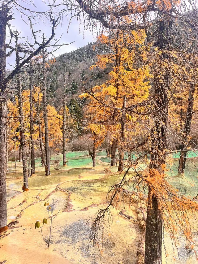 Exploring Huanglong Scenic Area: A Natural Wonder