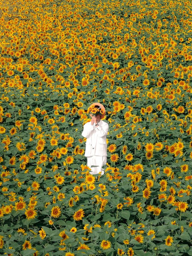 這是秋天太陽的偏愛蘇州驚現向日葵花海。