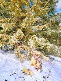 冬天的豐寧壩上，初雪黃葉超美！