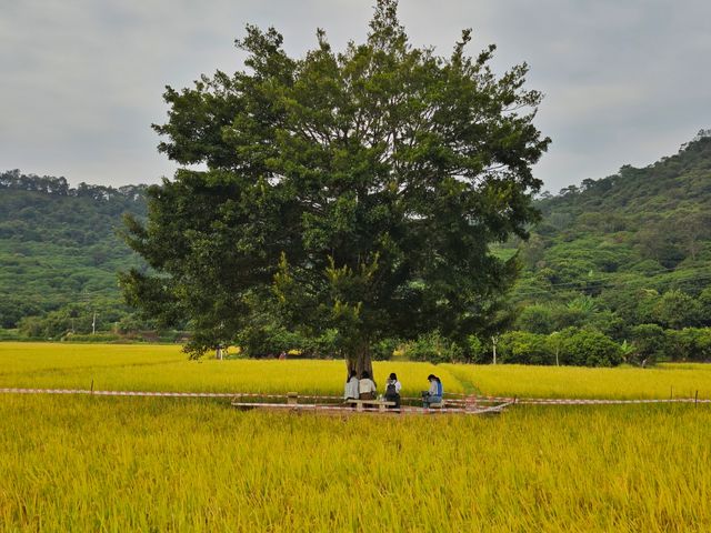 錯過一次，再等一年的美景。