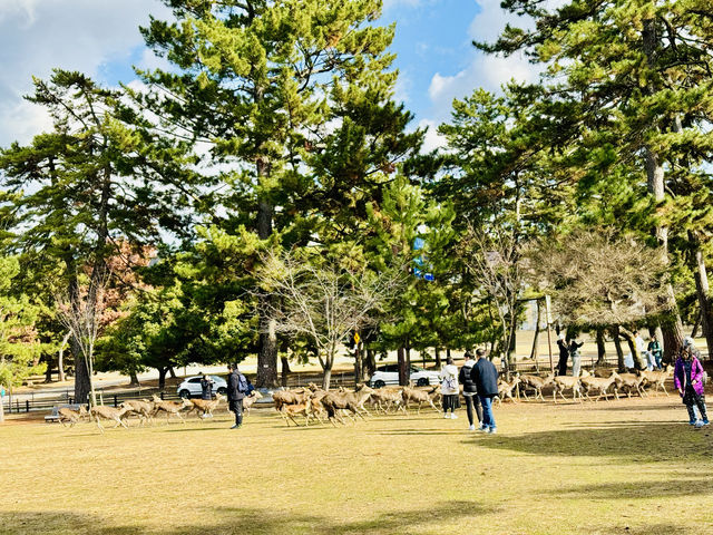 在奈良餵鹿。 在奈良餵鹿。