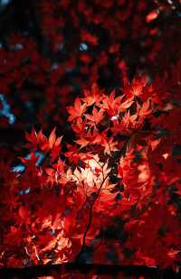 日本長野長圓寺 血紅的楓美極了。