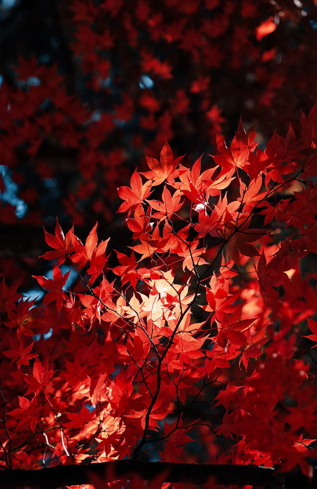日本長野長圓寺 血紅的楓美極了。
