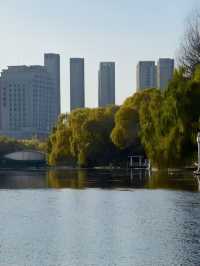 瀋陽南湖公園的玫瑰花樹，太浪漫了！。