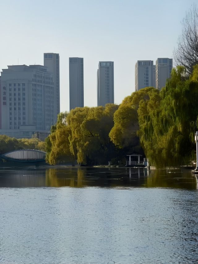 瀋陽南湖公園的玫瑰花樹，太浪漫了！。