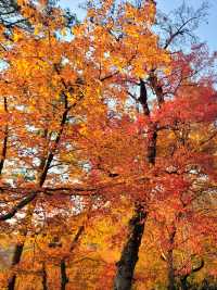 秋月春花 四時楓雅 天平山紅葉再來一波