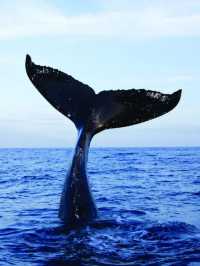 Whale Watching in Mirissa, Sri Lanka