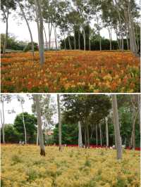 除了梅海花台和園博苑，忠仑公園的花海也很出色！！！