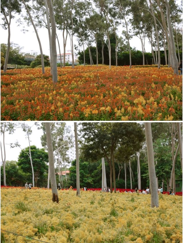 除了梅海花台和園博苑，忠仑公園的花海也很出色！！！