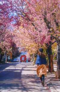 大理冬櫻正當時，都給我去這條路拍！