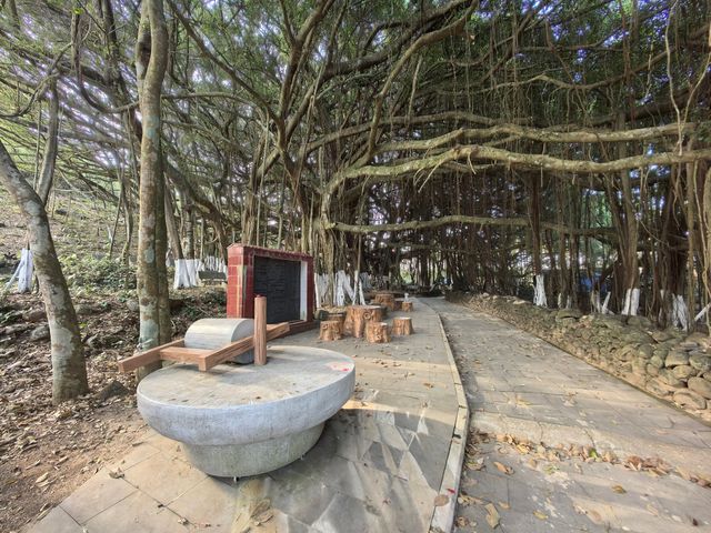 獨木成林一一亞洲榕樹王