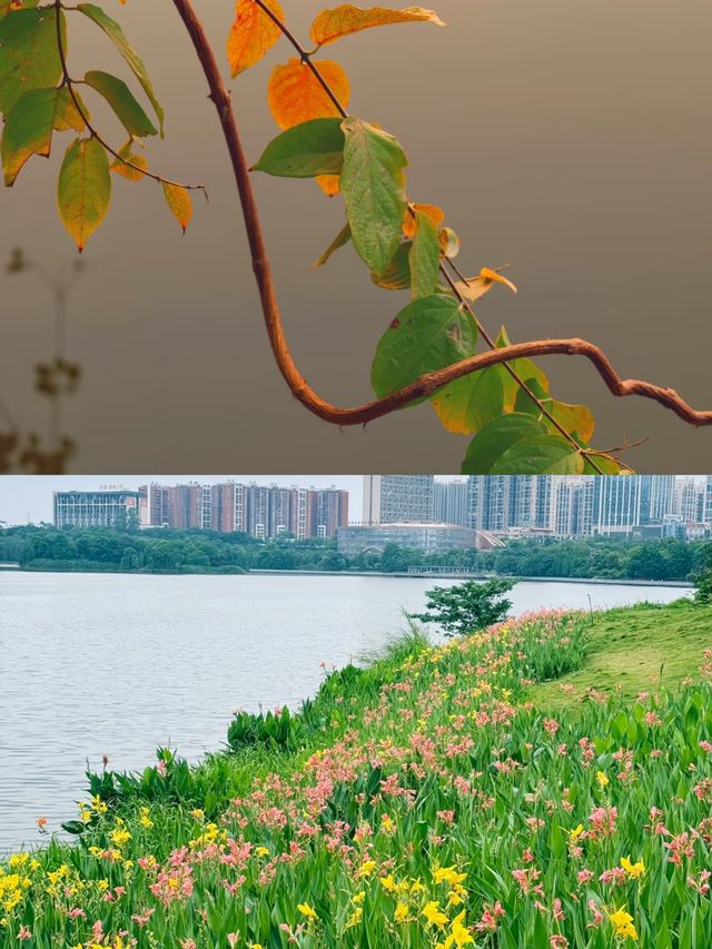 探秘廣西梧州玫瑰湖，湖光山色美如畫