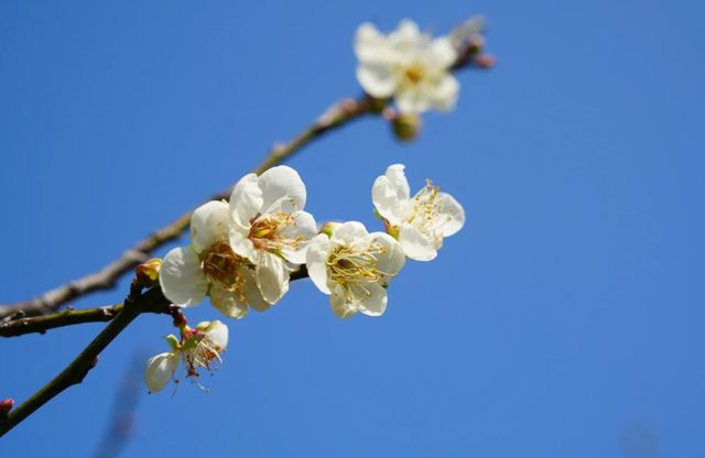 深圳賞梅指南：與大自然親密接觸