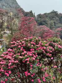 3月尼泊爾徒步！杜鵑花海+雪山雙王炸。