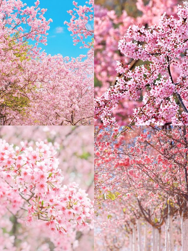 春天賞花必帶老婆去嘅浪漫城市