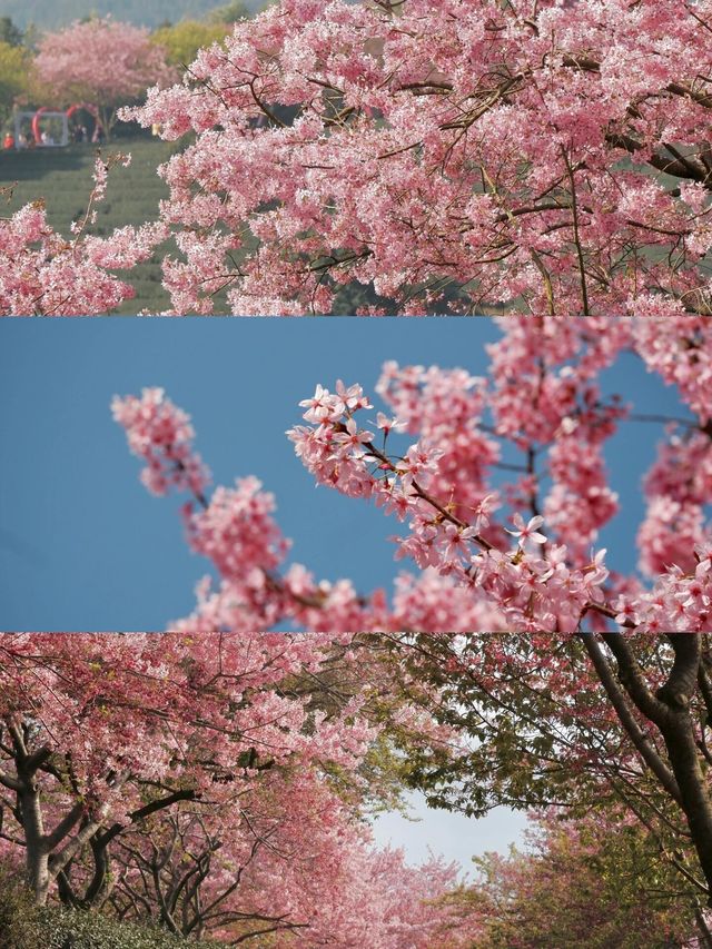 欣賞Live中猶如從漫畫走出來的櫻花🌸