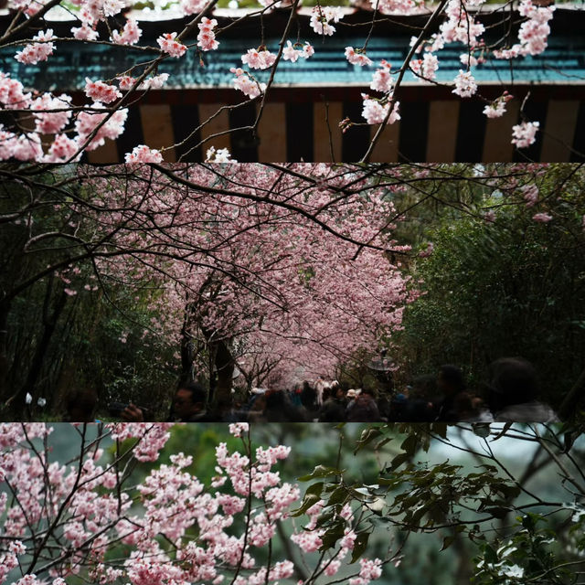 🌸台北限定 | 善導寺的櫻花季浪漫